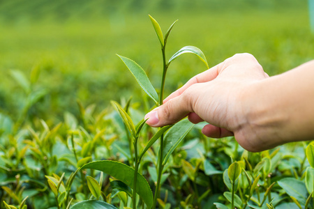 手手指采茶叶在茶园的产品