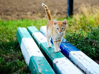 在日志上玩的橙色小猫