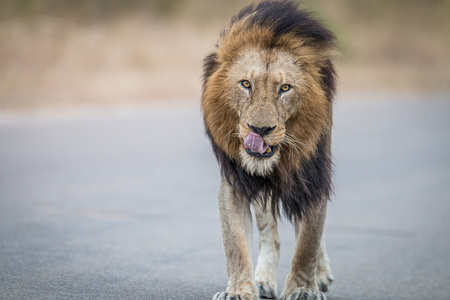 雄狮走向相机在克鲁格国家公园