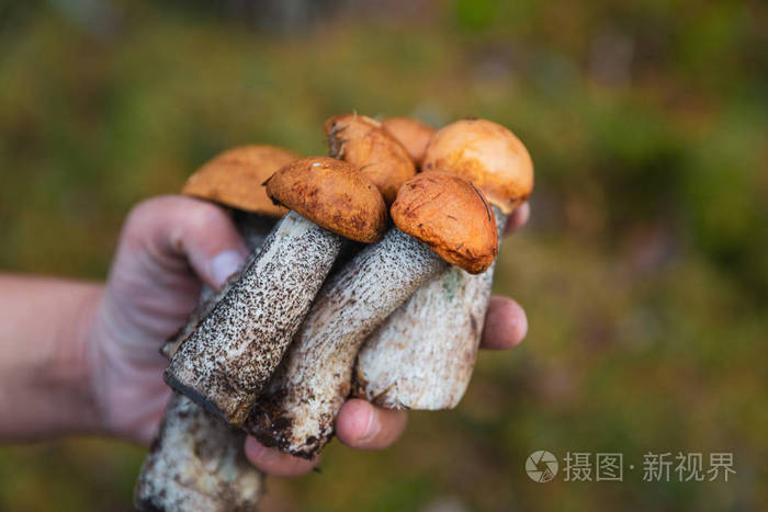 手拿着在森林里收集的蘑菇。生, 好吃, 蘑菇单面