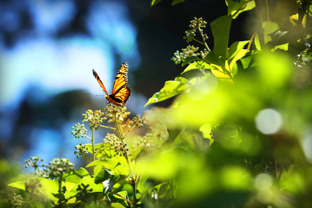 绿草芦苇蝴蝶与绿色环境背景图片