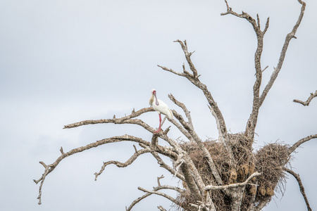 坐在一棵树在克鲁格国家公园非洲琵鹭