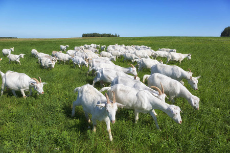 在放牧山羊图片