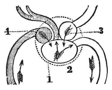 其中身体一条鱼的心脏图, 其中从身体接收血液的心室, 复古线画或雕刻