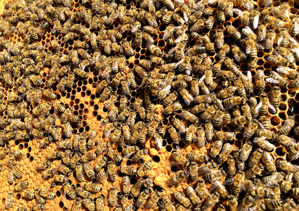 背景六角纹理, 蜡蜂窝从一个蜂蜂巢充满金色蜂蜜。蜂窝状宏观摄影, 由蜂巢中的蜂蜡黄色甜蜂蜜组成。蜜蜂蜂蜜花蜜蜂窝
