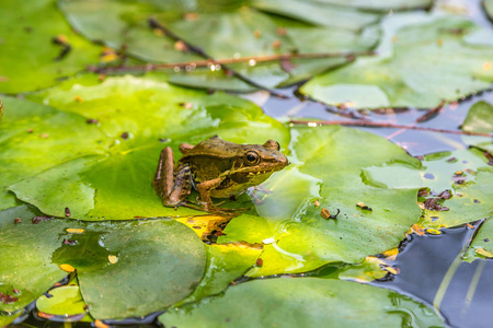 青蛙坐在池塘边的百合叶子上