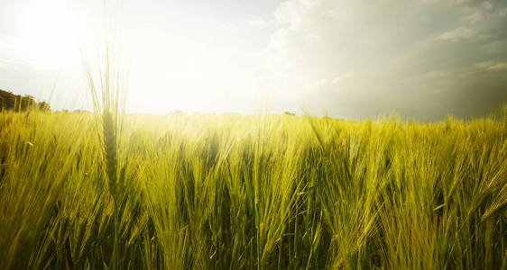 小麦的金色耳朵对蓝天和云彩, 麦田特写