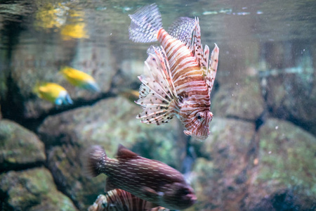 红条狮子鱼 Pterois volitans 水生奇特水族鱼宏景静物景