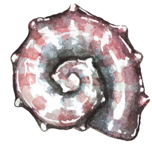 水彩手画海贝壳
