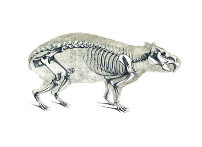 动物的骨架图片