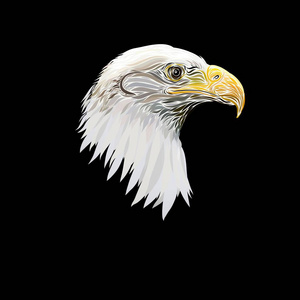 雄伟的鹰头, 画优美的线条, 在黑色背景照片