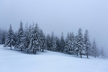 在覆盖着积雪的草坪上, 美丽的树木在寒冷的冬日里, 飘落着雪花。美丽的冬季背景。梦幻般的冷杉在魔法森林。冬季纹理背景