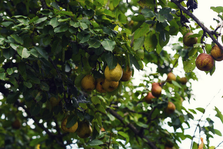 天然环境中的有机梨。秋天花园里的梨作物。美味多汁的小梨挂在树上的树枝上的夏日水果园。健康的有机概念。自然背景。选择性聚焦