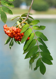 ashberry 在干燥阳光灿烂的日子