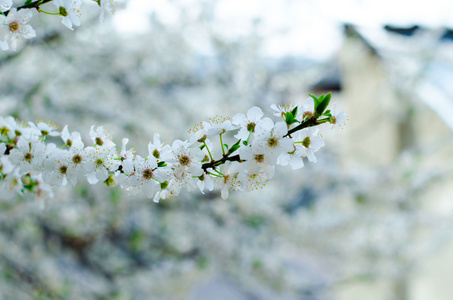 开花树背景