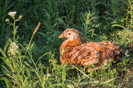 年轻的小鸡坐在草地上