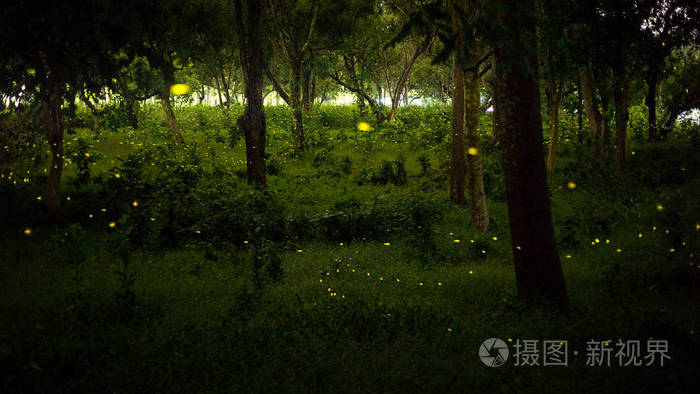 萤火虫,昆虫或虫子的黄灯, 在自然森林上空飞越玻璃在日落后的夜晚