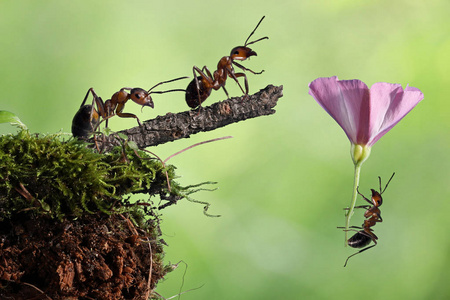 跳伞性质降落伞上的红色蚂蚁.跳伞照片