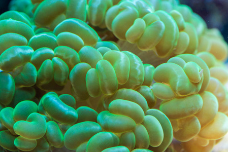 Euphyllia paraancora珊瑚脂
