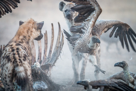 斑点鬣狗在用飞的秃鹰