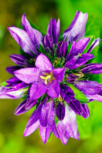 紫罗兰花的性质