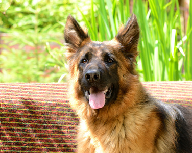 年轻蓬松的狗品种德国牧羊犬躺在室外的花园里