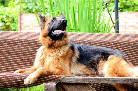 年轻蓬松的狗品种德国牧羊犬躺在室外的花园里