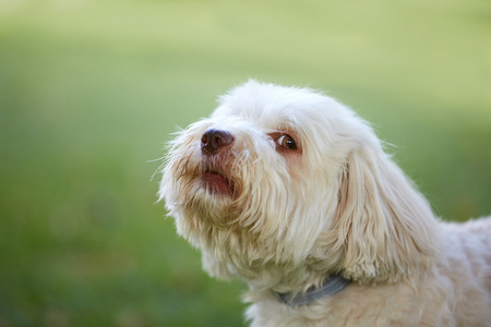 犬种去年成为狗吠之前看