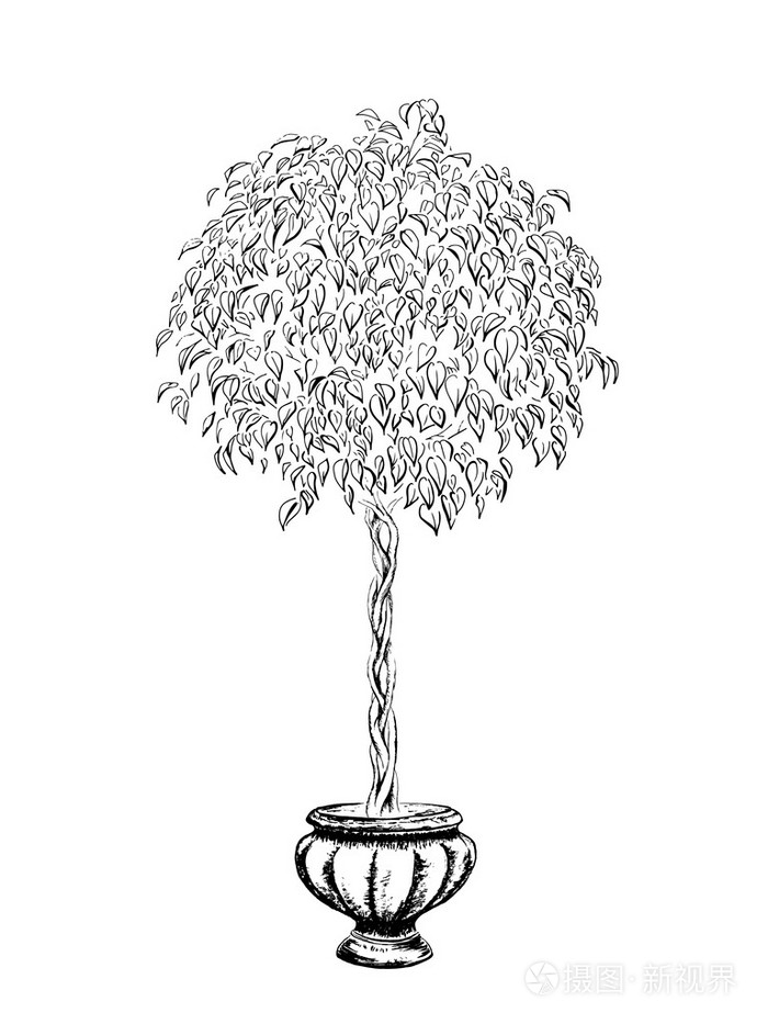 插画 在一个锅里,用黑色墨水在白色背景上绘制圆棵无花果树.矢量.eps