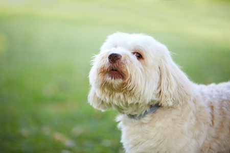 犬种去年成为狗吠之前看