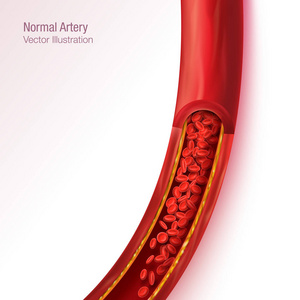 正常动脉血流逼真向量图示分离背景