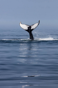 一座驼背鲸, Megaptera novaeangliae, 在位于马萨诸塞州科德角的北大西洋海域, 提高了其独特的侥幸。鲸在这
