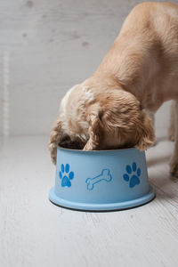 从他的碗里吃狗食的猎犬