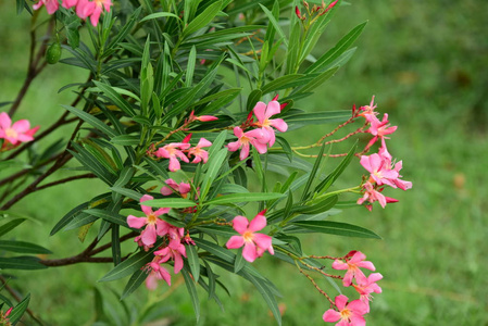 美丽的花园花朵。五颜六色的花朵带有抽象的光和散景的背景。春季正规花园。美丽的五颜六色的花朵花园