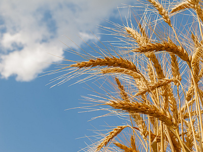 小麦生长在多云的天空背景场