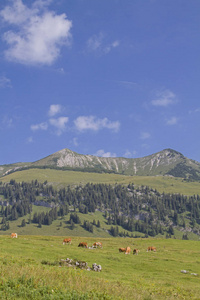 牛群在后方 Sonnwendjoch 在蒂罗尔是最高的山在 Mangfall 山与 1986 m