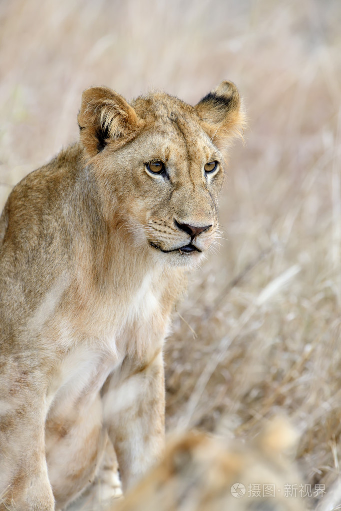 非洲狮在公园南非