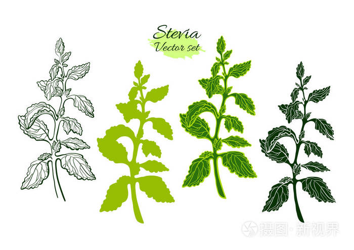 带枝 叶的甜菊的向量集 鲜糖有机植物天然甜食品 植物学手画符号 有机糖尿病饮料图形艺术线插图在白色背景下隔离插画 正版商用图片0s6im0 摄图新视界
