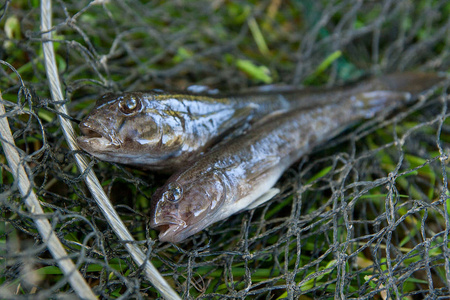 作为 Neogobius melanostomus 和 Neogobius fluviatilis 年间只是采取从水，淡水顽固不