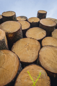 捷克共和国 Zlin 地区森林中的一堆木材
