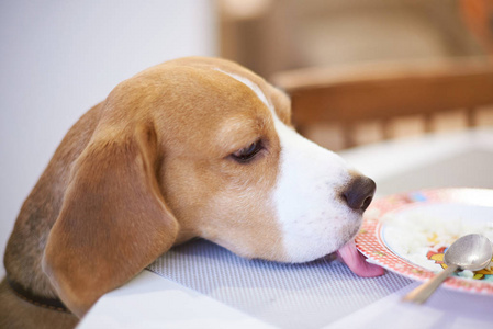 小狗舔了舔猎犬狗舔盘子从桌照片