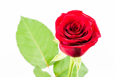 孤立在白色背景上的美丽红色玫瑰花