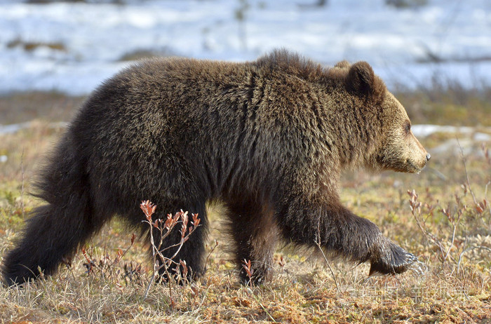棕色的熊熊在春天森林
