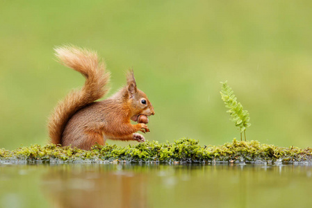 英国一只红松鼠 Sciurus 近水下雨天吃坚果