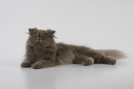 蓝色波斯猫照片