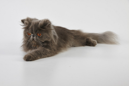 站在白色背景上的蓝色和白色波斯猫红地毯上的重要苏格兰折猫蓝猫图案