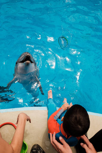 孩子们在蓝色的水中玩宽吻海豚。海豚辅助治疗