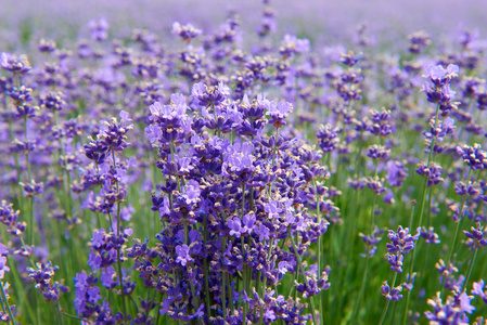 淡紫色的薰衣草花自然夏天领域背景