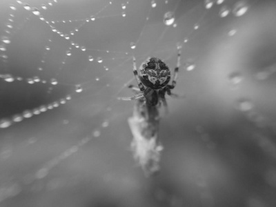 小蜘蛛的宏观形象是在露水巢和它的 baitn 包裹在纤维, 很快将成为它的食物