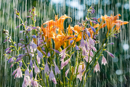 夏日雨和花园花